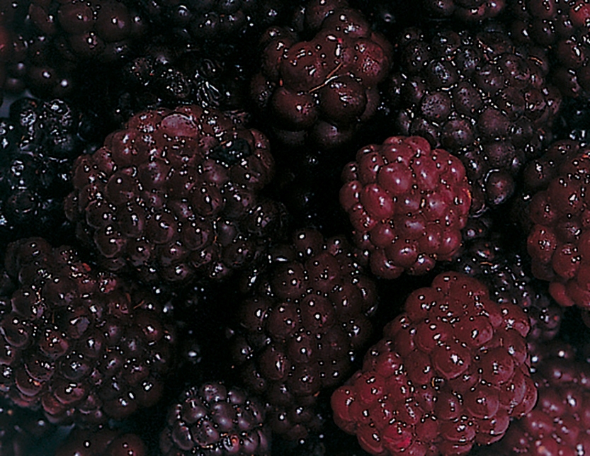 Brombeeren gefroren 2x2.5kg null