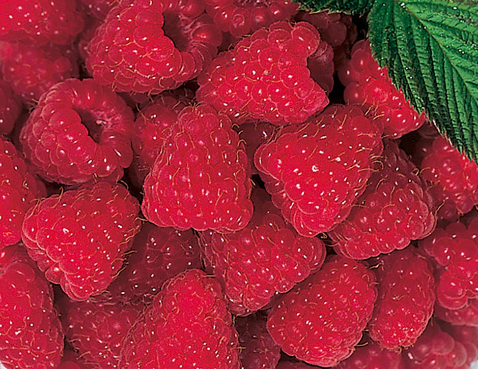 Himbeeren extra, gefroren 2x2.5kg null