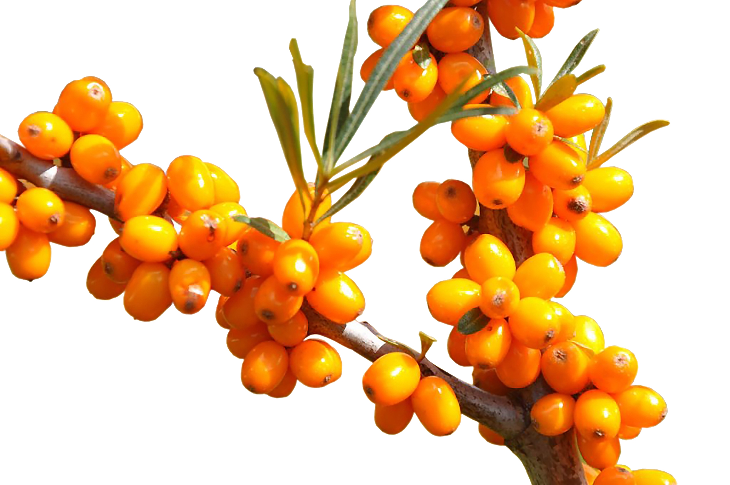Sanddornbeeren, gefroren 1kg null